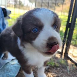 Ruth - Red tri female Miniature Australian Shepherd puppy in Willard, Missouri from Stoney Brook Aussies