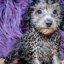 Twilight - Black female Poodle puppy in Neosho, Missouri from Star Light Pups