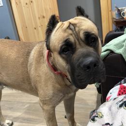 OOR - Cane Corso