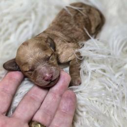 Spirit ( Toy Poodle) - Apricot female Poodle puppy in West Point, Mississippi from Golden Paws