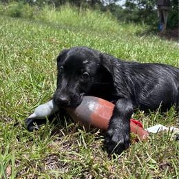 Mystic - Black male Labrador Retriever puppy in Abbeville, South Carolina from Long Cane Retrievers LLC
