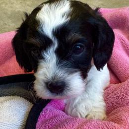 Violet - Tri-color female Cavapoo puppy in Buda, Texas from Haus of Doodles