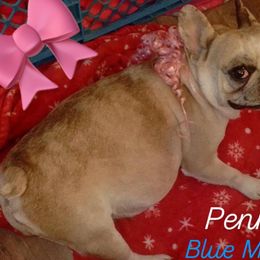 PENNY - French Bulldog