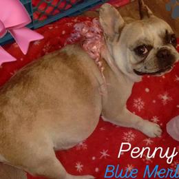 PENNY - French Bulldog
