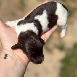 Girl 1 - Piebald female Dachshund puppy in London, Kentucky from Steele Half Acre Homestead