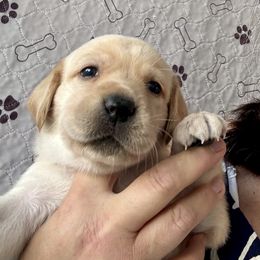 Boy 4 - Yellow male Labrador Retriever puppy in Ranchita, California from Pacific Crest Labradors