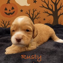 Rusty - Apricot male Australian Labradoodle puppy in Eastover, North Carolina from Joyful Hearts Australian Labradoodles