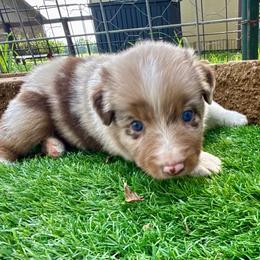 Ginger - Red merle female Australian Shepherd puppy in Mount Vernon, Texas from RJ's Aussie Posse