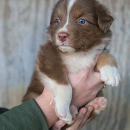 Australian Shepherd Puppies from Covenant View Farm Australian Shepherds
