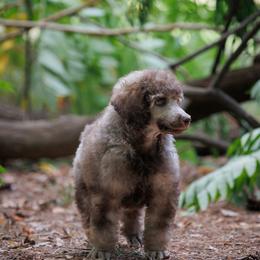 Poodle Puppies from Mystic Moon Poodles