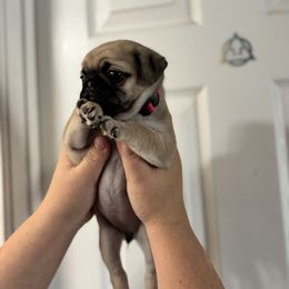 Noelle - Fawn female Pug puppy in Randleman, North Carolina from Peachy Pugs
