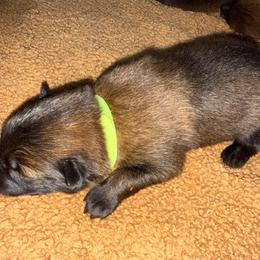 Lime - Mahogany male Belgian Malinois puppy in Saint Amant, Louisiana from Mercy Kennels