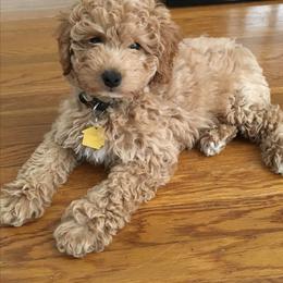 Presley - Cream male Goldendoodle puppy in Brandon, Florida from Murphys Doodles