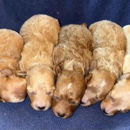 Breeze - Red  male Poodle puppy in Wharton, Texas from In the Red Poodles