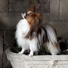 Papillons from Tresor Papillons