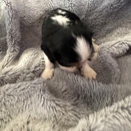 Jegar - Tri-color male Cavalier King Charles Spaniel puppy in Mt Jackson, Virginia from Carters Cavaliers