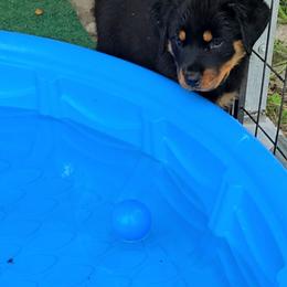 Light blue girl - Black and mahogany female Rottweiler puppy in Live Oak, Florida from K&R RANCH KENNELS