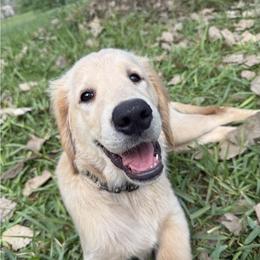 Pecan Orchard's Queenie - Golden female Golden Retriever puppy in Pearland, Texas from Pecan Orchard Goldens