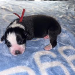 Australian Shepherd Puppies from Good Karma Aussies