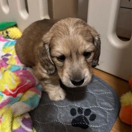 Gidget - Cream female Dachshund puppy in New Smyrna Beach, Florida from J & L Mini D’s