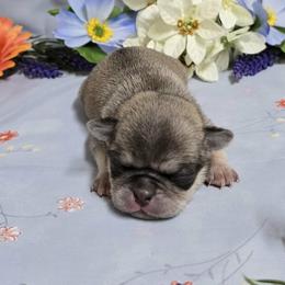 Chinchilla Boy (blue toe) - Cream male Pug puppy in Tulsa, Oklahoma from Locust Creek Pugs