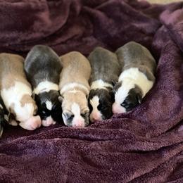 Cardigan Welsh Corgi and Dachshund Puppies from Rosewick Kennels