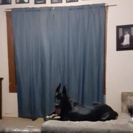 Great Dane All Grown Up from TLC Danes