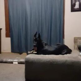 Great Dane All Grown Up from TLC Danes