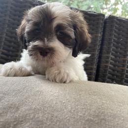 Havanese Puppies from Hidden Bay Havanese