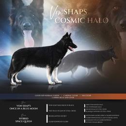 Halo - German Shepherd