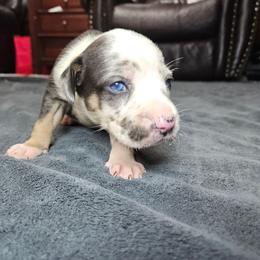 Lacey NALC - Blue merle female Catahoula Leopard Dog puppy in Doerun, Georgia from Twig & Tail Puppies