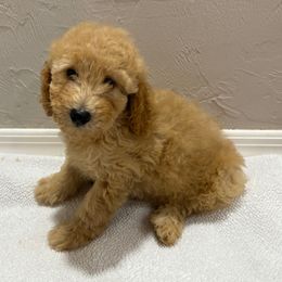 Apricot male - Apricot male Poodle puppy in Williston, Florida from JD French Bulldogs, Mini Poodles, and Border Collies