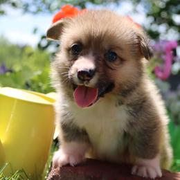 Otto - Red male Pembroke Welsh Corgi puppy in Pollock, Missouri from Northstar