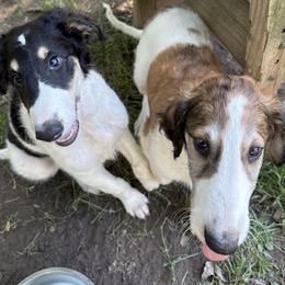 Borzoi puppies from Emerald City Borzoi