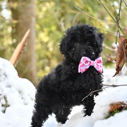 Cavapoo, Cockapoo, and Poodle Puppies from Heavenly Puppies to Love