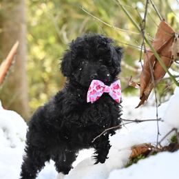 Cavapoo, Cockapoo, and Poodle Puppies from Heavenly Puppies to Love