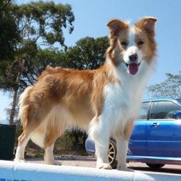 Border Collie Puppies from Lake Ridge Border Collies