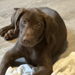 Labrador Retriever Puppies from North Star Retrievers