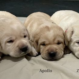 Labrador Retriever Puppies from Marshland Labradors