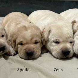 Labrador Retriever Puppies from Marshland Labradors