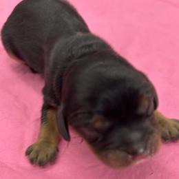 Peep - Black and tan female Cavalier King Charles Spaniel puppy in Burke, New York from Patti’s Puppies
