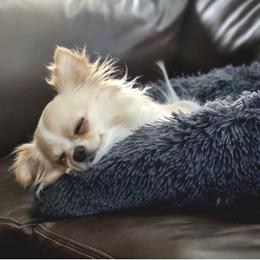 Chihuahua All Grown Up from Knox Rock'n Chihuahuas