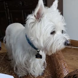 West Highland White Terriers from Wee Bairn Westies