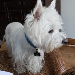 West Highland White Terriers from Wee Bairn Westies