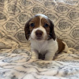 Dachshund Puppies from MK Minidox