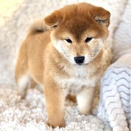Maple - Red female Shiba Inu puppy in Trenton, Nebraska from Prairie Shibas