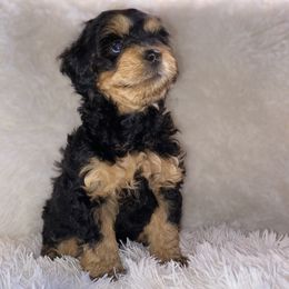 Bernedoodle Puppies from Pearce Pups