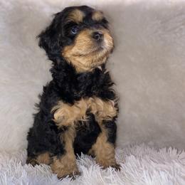 Bernedoodle Puppies from Pearce Pups