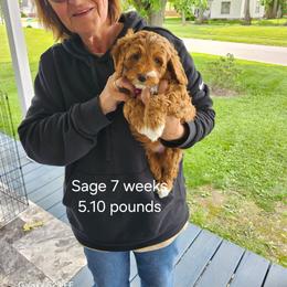 Pink collar Reba - Red  female Goldendoodle puppy in Fairmount, Indiana from Capens' Doodles,Poodles and Poo's