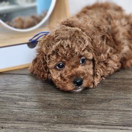 Molasses - Red  male Poodle puppy in Hoagland, Indiana from Kandyland Kennels